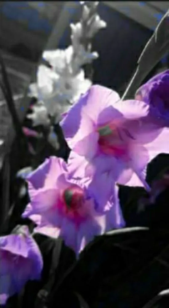 Professional landscape installation in Benton, AR by The yard lady