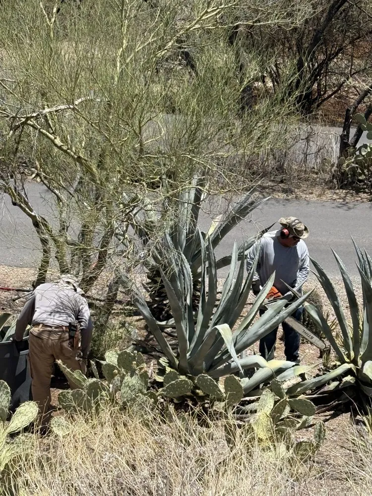 Reliable lawn care service in Tucson, AZ - The Yard Landscaping