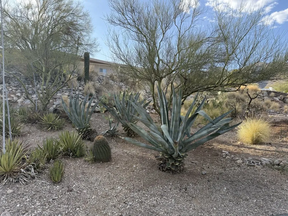 Professional lawn care service for year-round maintenance in Tucson, AZ by The Yard Landscaping