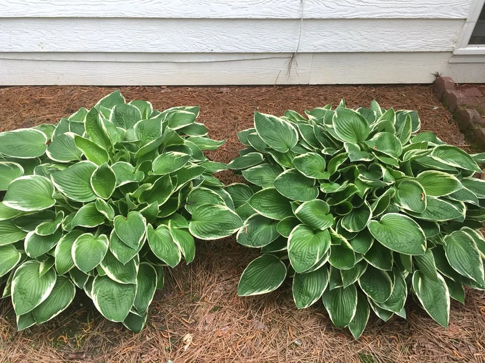 Top-rated yard maintenance with custom design across Loganville, GA - The Yard Man