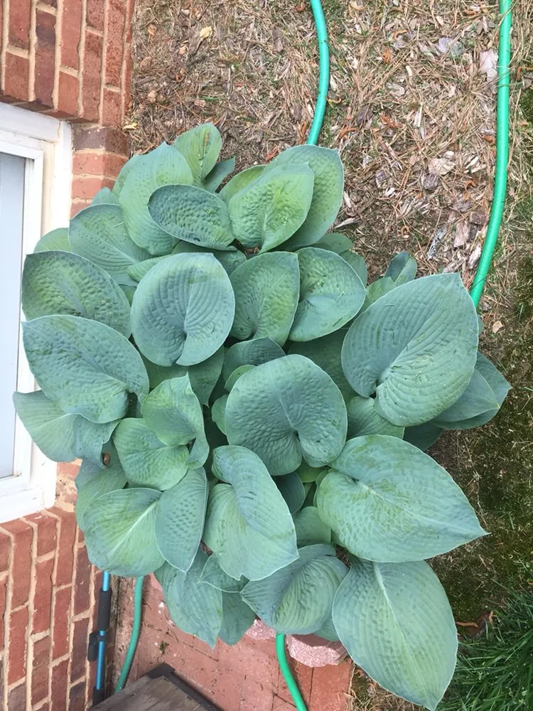 Custom yard maintenance in Loganville, GA - The Yard Man