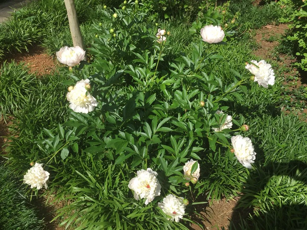 Local lawn mowing service in Loganville, GA - The Yard Man