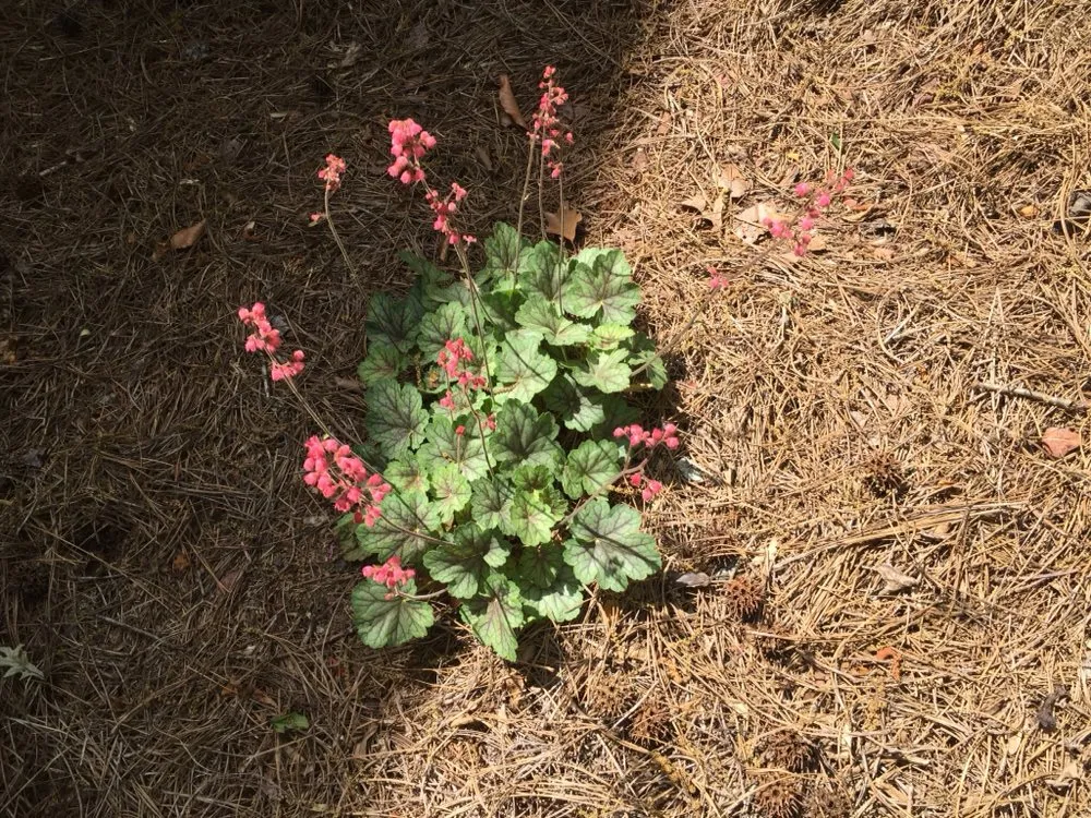 Expert yard cleanup service in Loganville, GA by The Yard Man