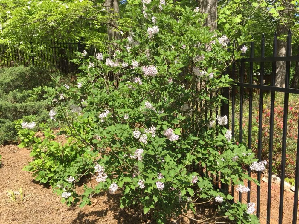 Local residential landscaping in Loganville, GA by The Yard Man