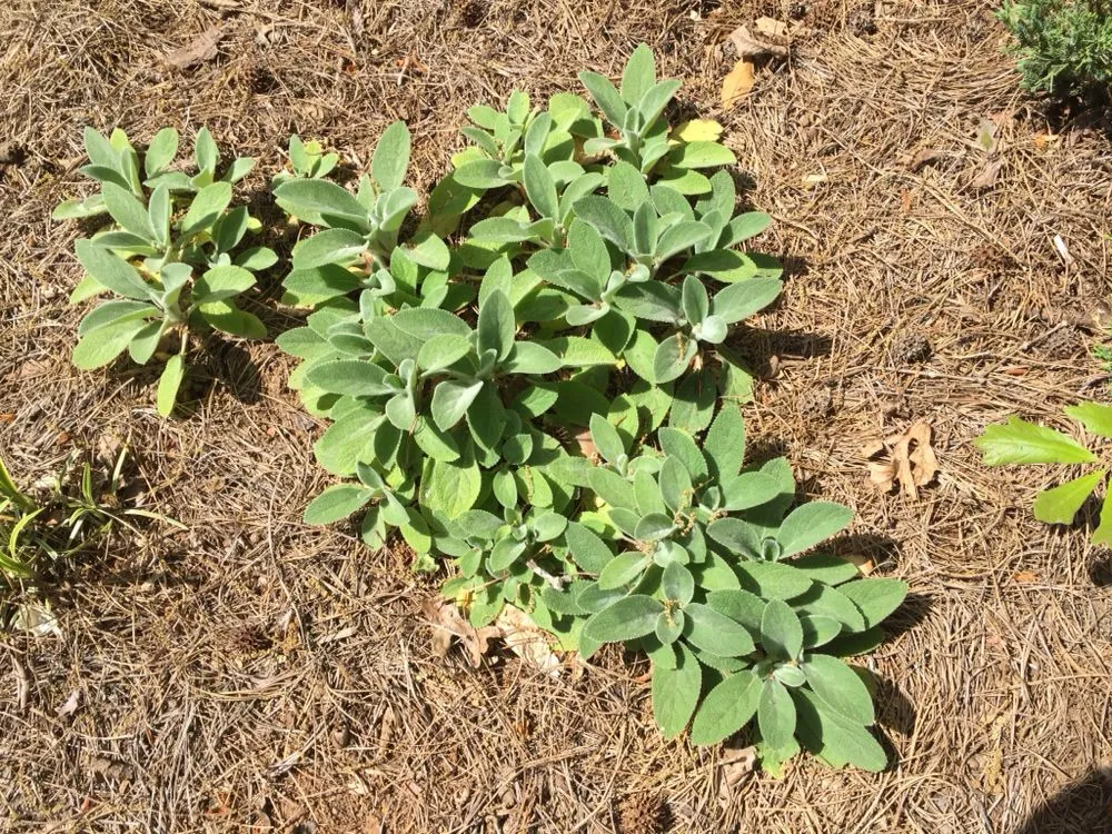 Professional yard maintenance in Loganville, GA by The Yard Man