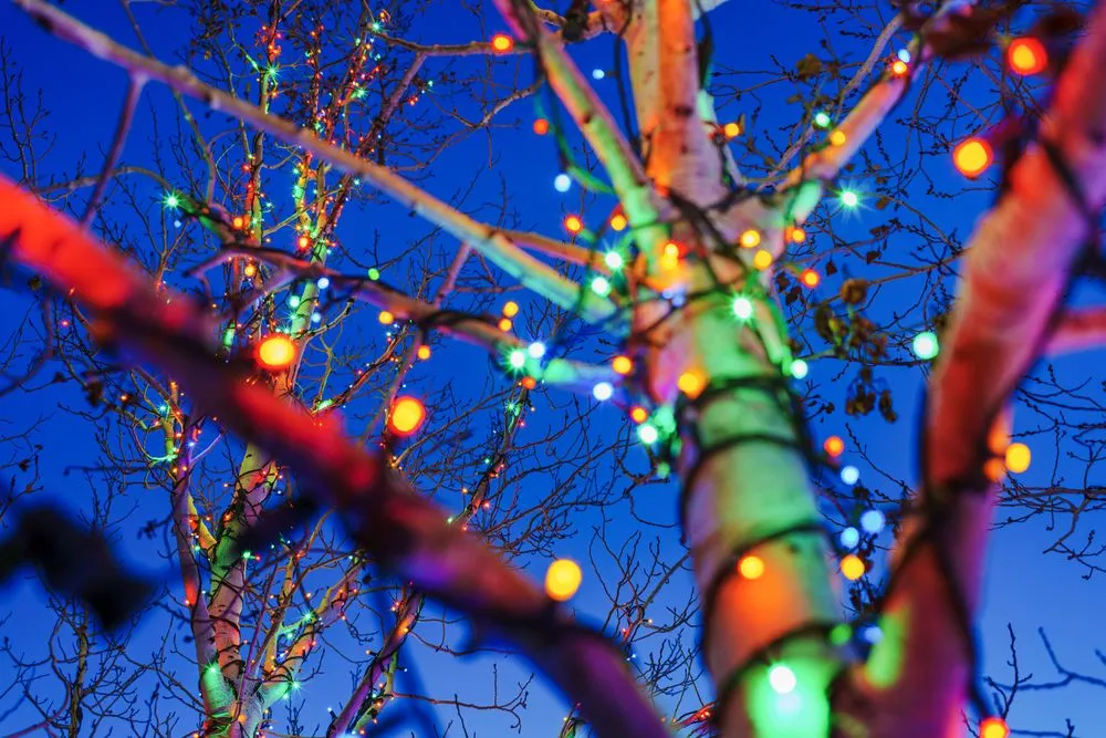 Expert residential landscaping in Westminster, CO - The Yard