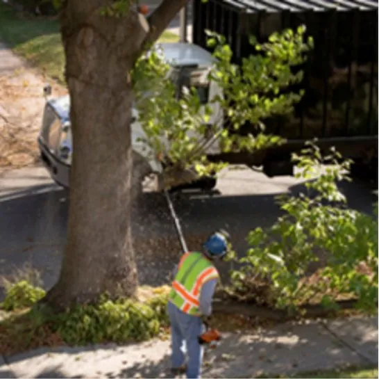 Trusted yard maintenance in Odessa, TX - The Young Pro Tree Services