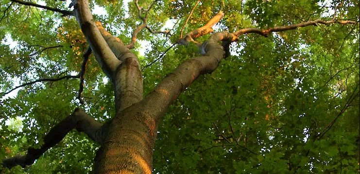 Trusted landscaping services in Odessa, TX - The Young Pro Tree Services