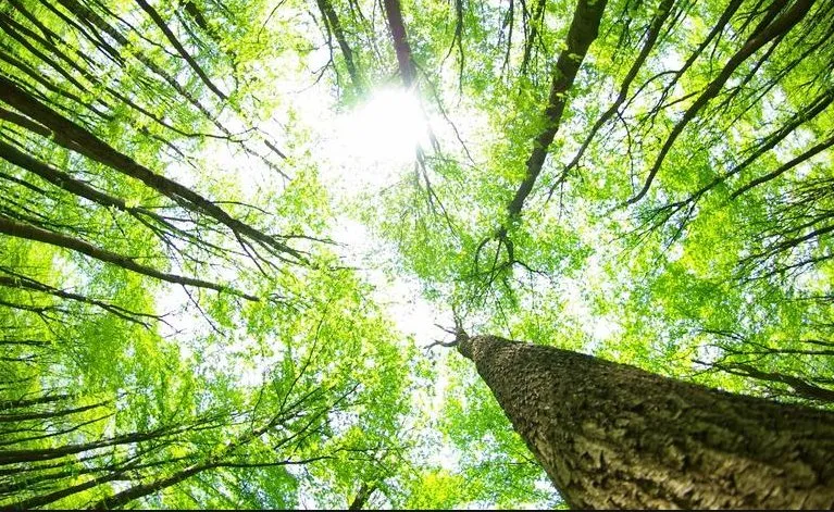 Expert landscape design in Odessa, TX by The Young Pro Tree Services