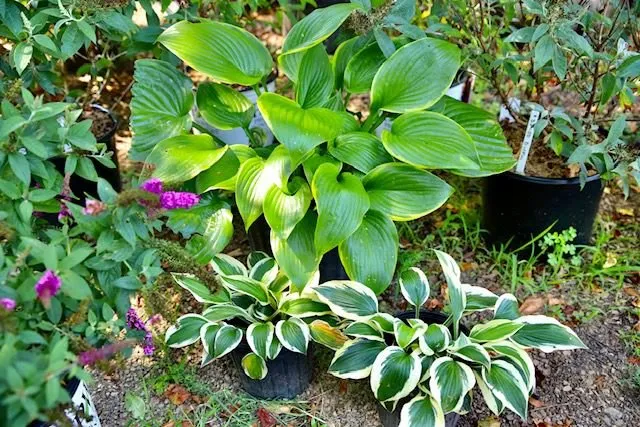 Affordable landscape installation experts serving Watsontown, PA - Thee Tree Farm