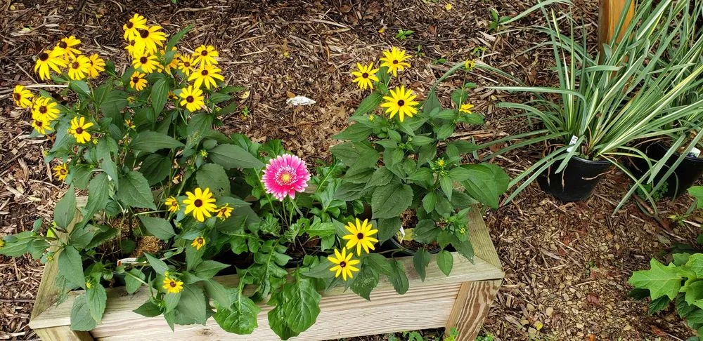 Professional residential landscaping for beautiful yards across Watsontown, PA - Thee Tree Farm