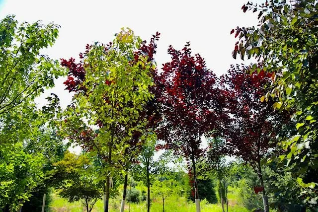 Top-rated yard maintenance in Watsontown, PA - Thee Tree Farm