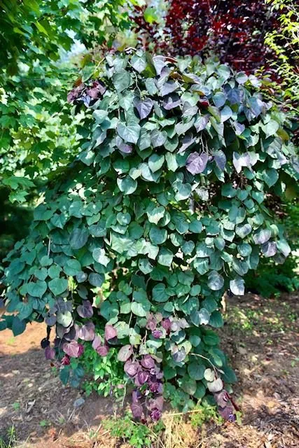 Reliable yard maintenance in Watsontown, PA - Thee Tree Farm