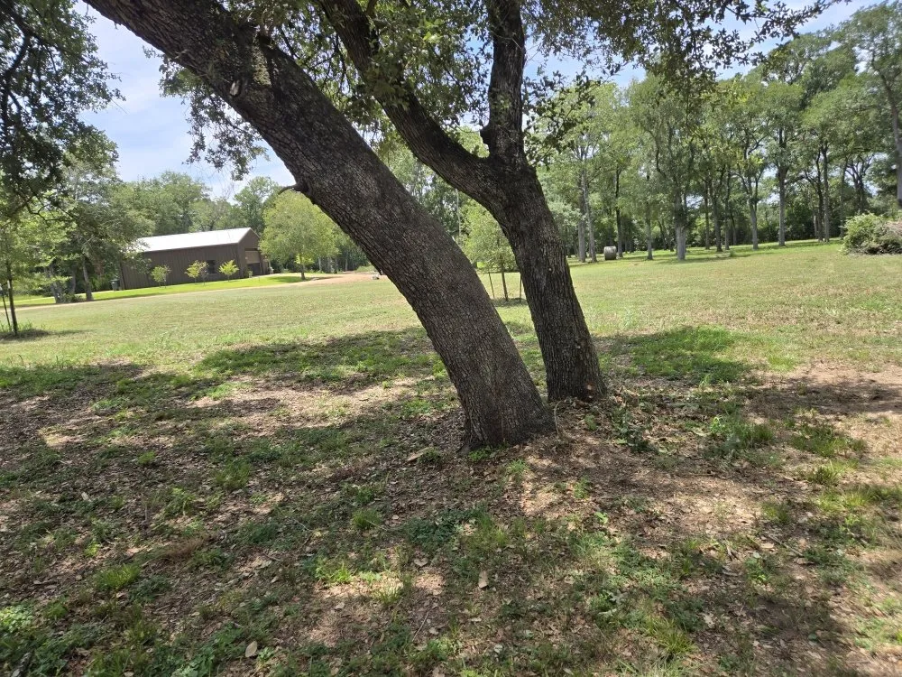 Top-rated landscaping services in Mount Pleasant, TX - Thenicholsfamily