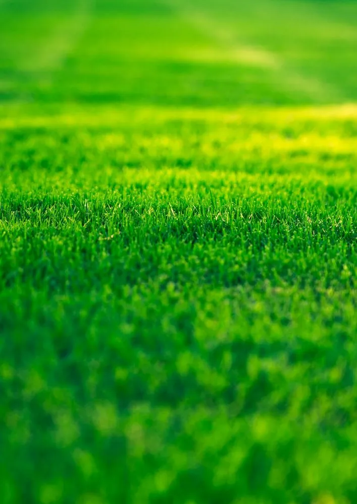 Expert landscaping services for beautiful yards across Austin, TX - Theodores Lawn Service