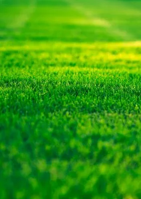 Theodores Lawn Service Logo