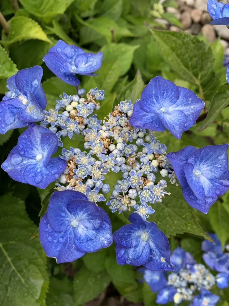 Professional landscaping services with custom design across Marysville, WA - Theory Landscaping