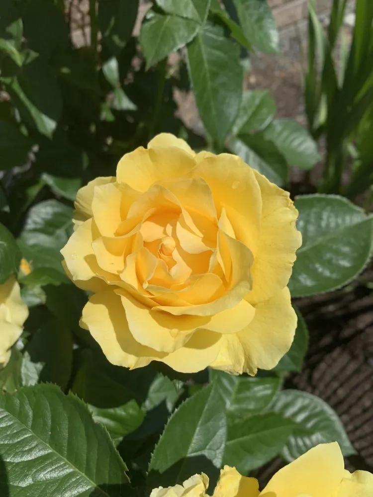 Expert landscape design for homes in Marysville, WA by Theory Landscaping