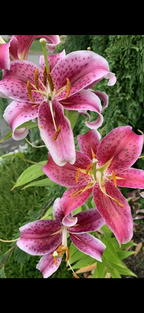 Custom garden landscaping in Marysville, WA by Theory Landscaping