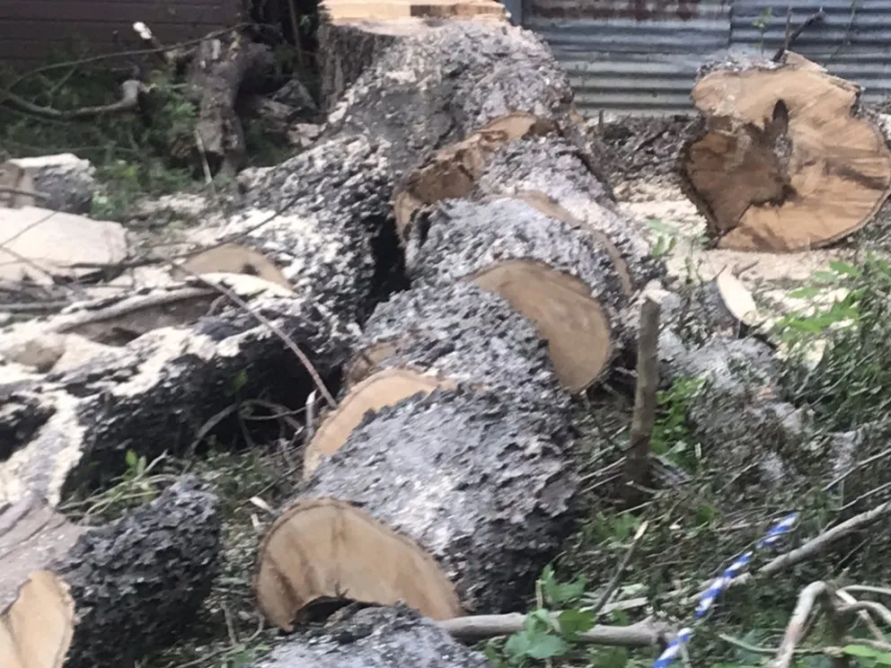 Local yard maintenance in Dallas, TX by ThePoseyTree Svc Landscape & Mowing