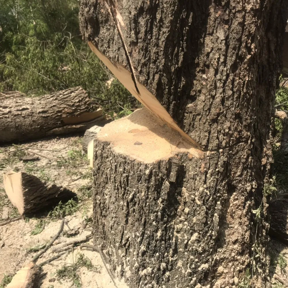 Expert lawn care service in Dallas, TX - ThePoseyTree Svc Landscape & Mowing