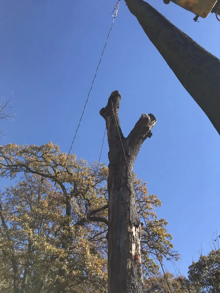 Professional garden landscaping for year-round maintenance in Dallas, TX by ThePoseyTree Svc Landscape & Mowing