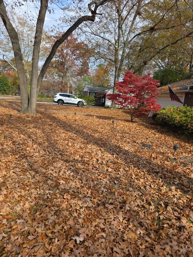 Reliable lawn care service for year-round maintenance in Anderson, SC by They See Me Mowing