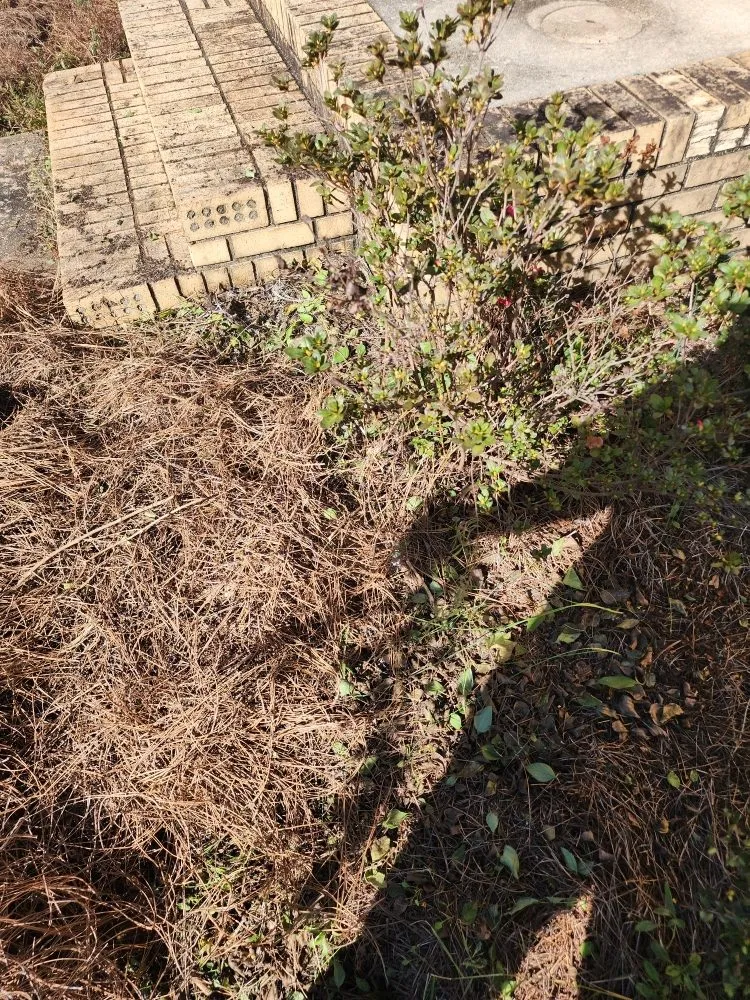 Top-rated landscape installation for residential properties in Anderson, SC by They See Me Mowing