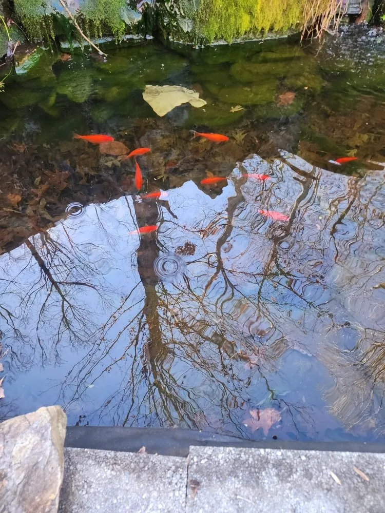 Expert yard maintenance for homes in Anderson, SC by They See Me Mowing