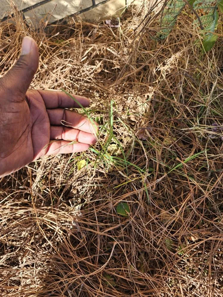 Trusted outdoor landscaping in Anderson, SC - They See Me Mowing
