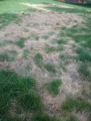 Thick and Green Logo