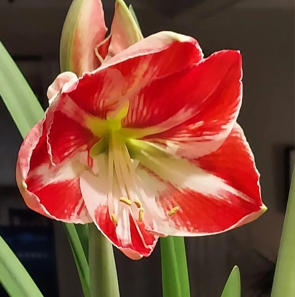 Local landscape design in Oxford, OH by Thick Of It