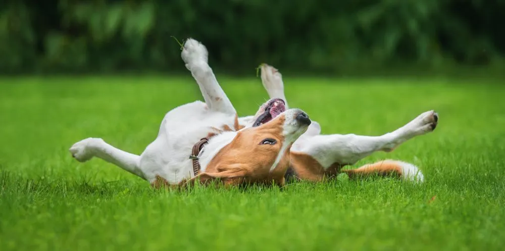 Trusted yard maintenance in Fayetteville, GA - Think Green Lawn Service