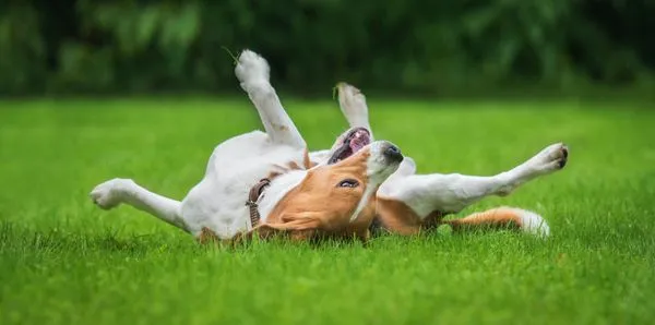 Think Green Lawn Service Logo