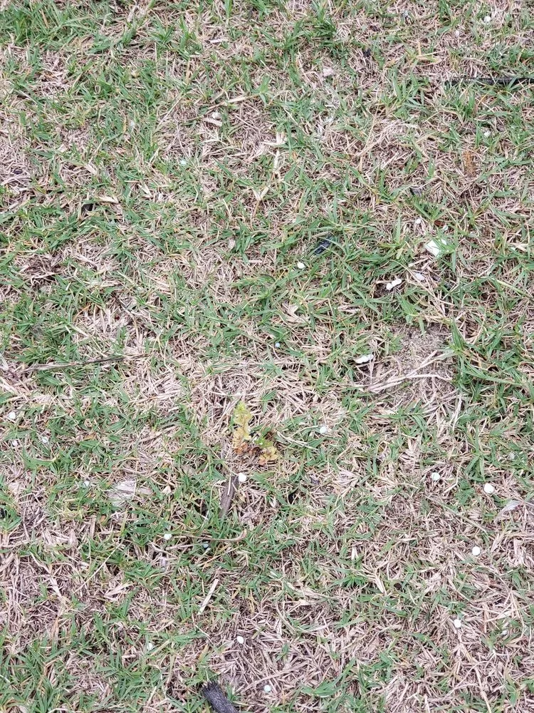 Affordable yard cleanup service experts serving Monroe, NC - Think Green Lawn Service