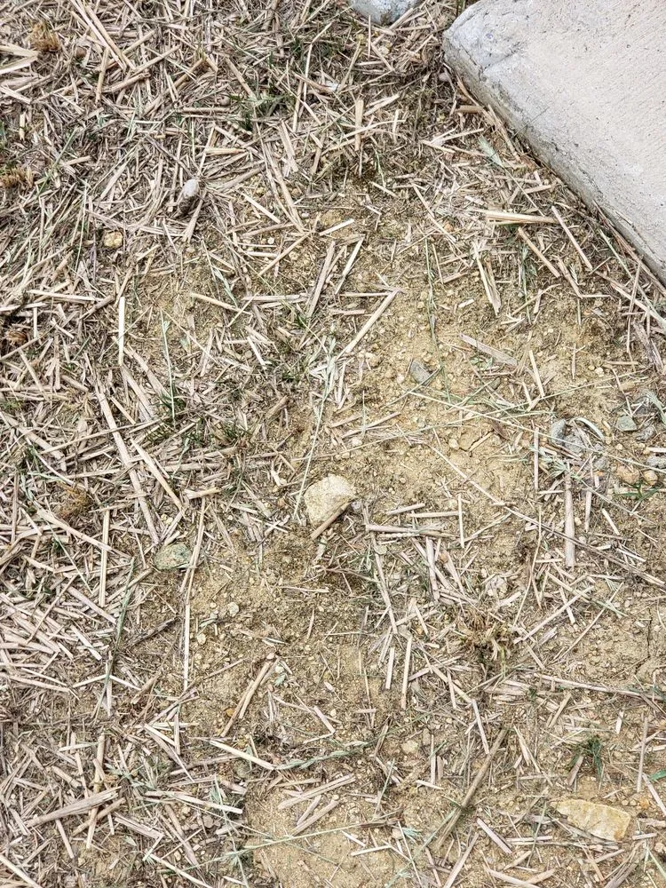 Affordable outdoor landscaping in Monroe, NC by Think Green Lawn Service