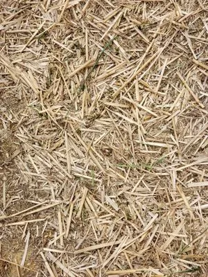 Think Green Lawn Service Logo