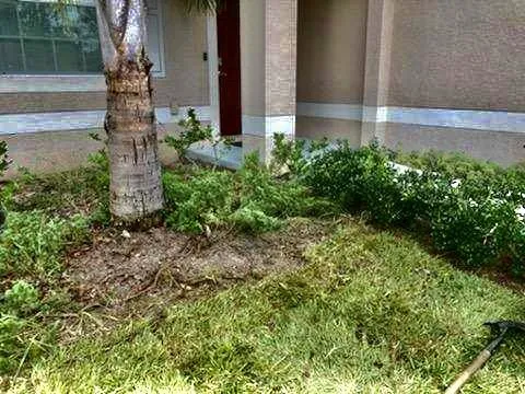Affordable yard cleanup service in Leesburg, FL by Thirsty Root USA