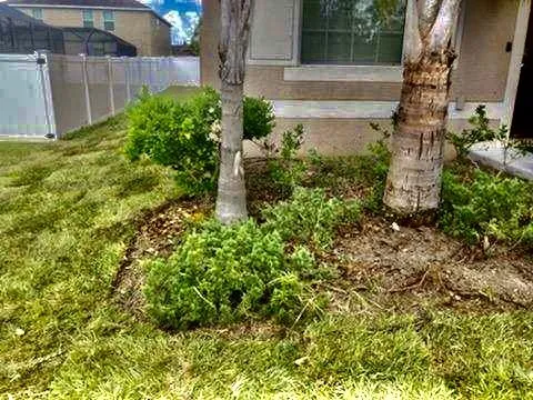 Expert outdoor landscaping experts serving Leesburg, FL - Thirsty Root USA