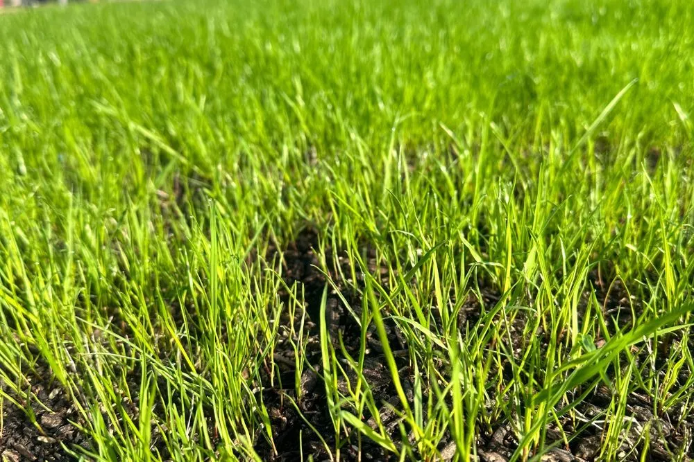 Local garden landscaping experts serving Houston, TX - THL Blue