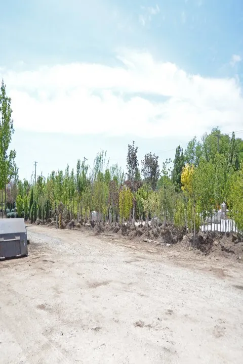 Custom landscaping services with custom design across Kankakee, IL - Tholens Landscape & Garden Center