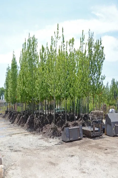 Affordable landscape installation in Kankakee, IL by Tholens Landscape & Garden Center