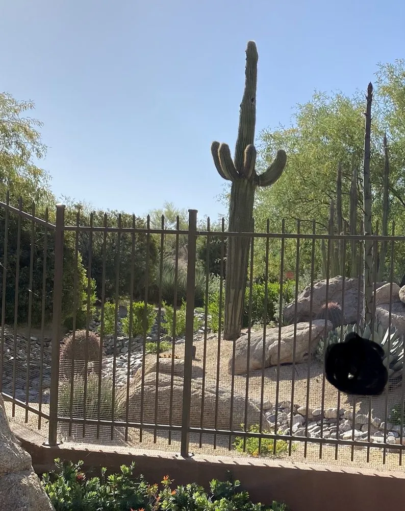 Professional landscape installation experts serving Phoenix, AZ - Thomas Cary Design