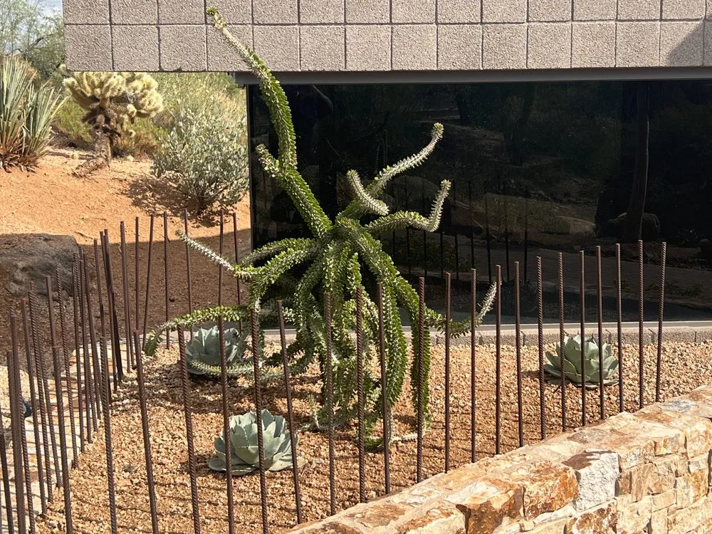 Reliable lawn mowing service for year-round maintenance in Phoenix, AZ by Thomas Cary Design