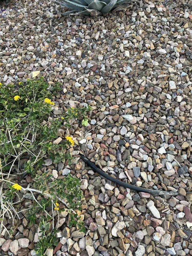 Local lawn mowing service near you in Phoenix, AZ by Thomas Cary Design