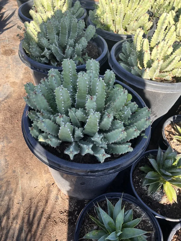 Trusted residential landscaping experts serving Phoenix, AZ - Thomas Cary Design