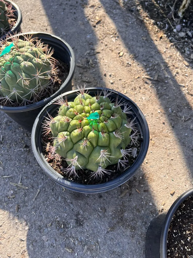 Custom yard maintenance in Phoenix, AZ by Thomas Cary Design