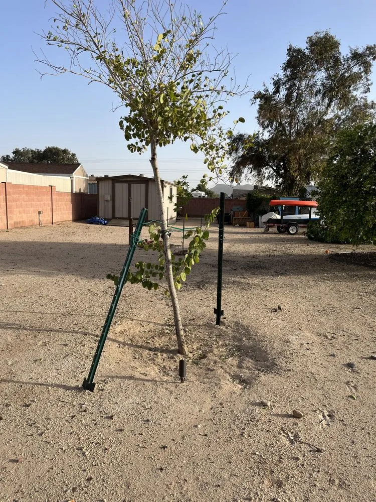 Trusted landscape installation in Phoenix, AZ - Thomas Cary Design