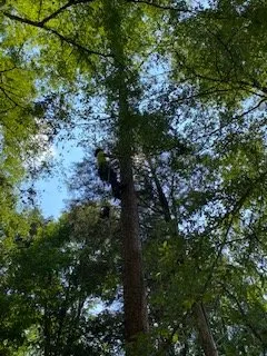 Top-rated landscape installation in Lexington, NC by Thomas Grading and Clearing