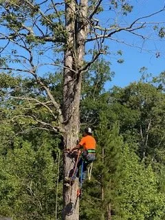 Expert landscaping services in Lexington, NC - Thomas Grading and Clearing